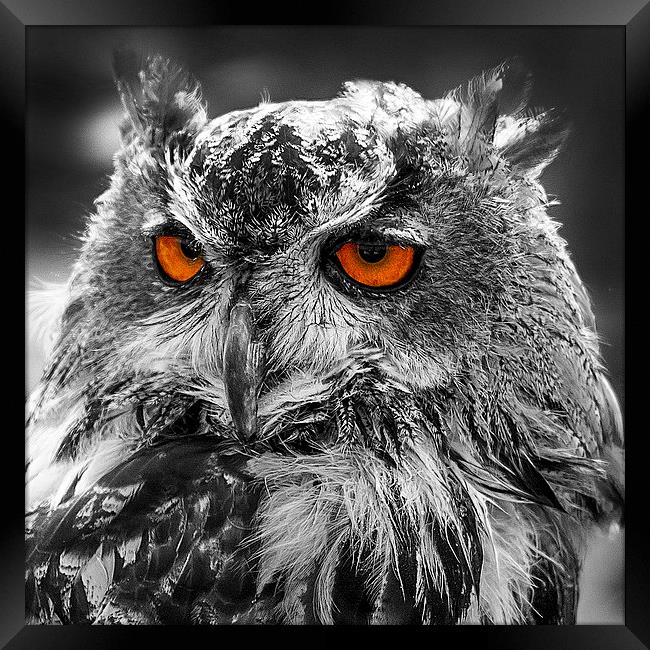 Eagle Owl Orange Eyes Framed Print by J Biggadike