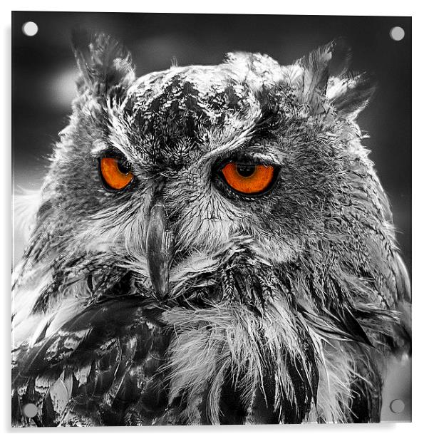 Eagle Owl Orange Eyes Acrylic by J Biggadike
