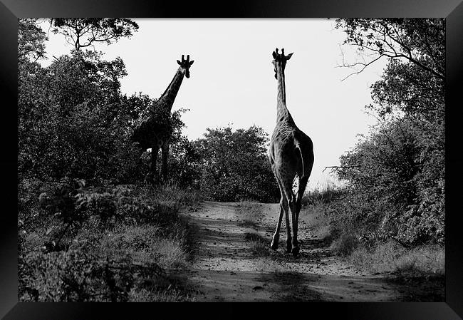 Caution! Giraffe Crossing Framed Print by Vince Warrington