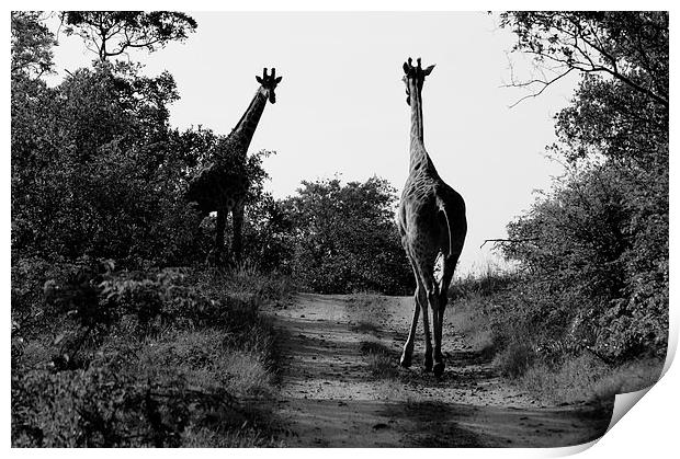 Caution! Giraffe Crossing Print by Vince Warrington