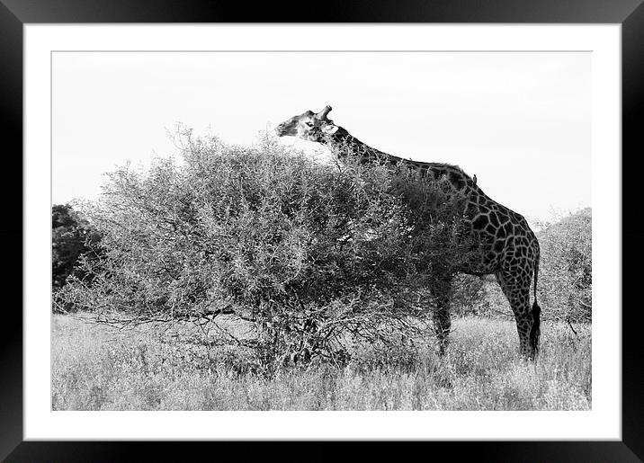 Lunch for a Giraffe Framed Mounted Print by Vince Warrington