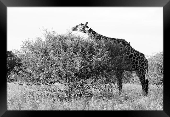 Lunch for a Giraffe Framed Print by Vince Warrington