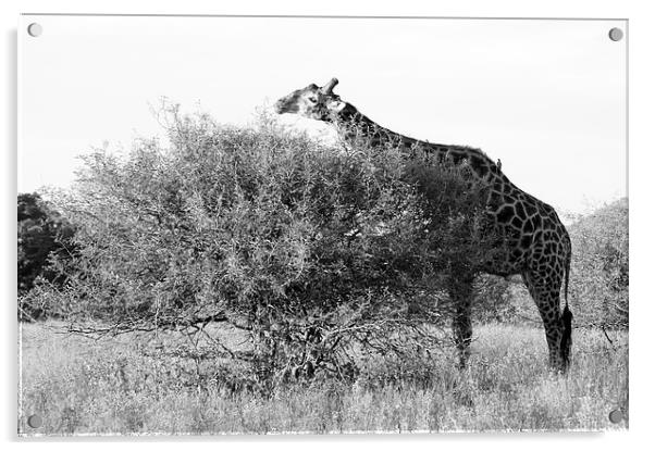 Lunch for a Giraffe Acrylic by Vince Warrington