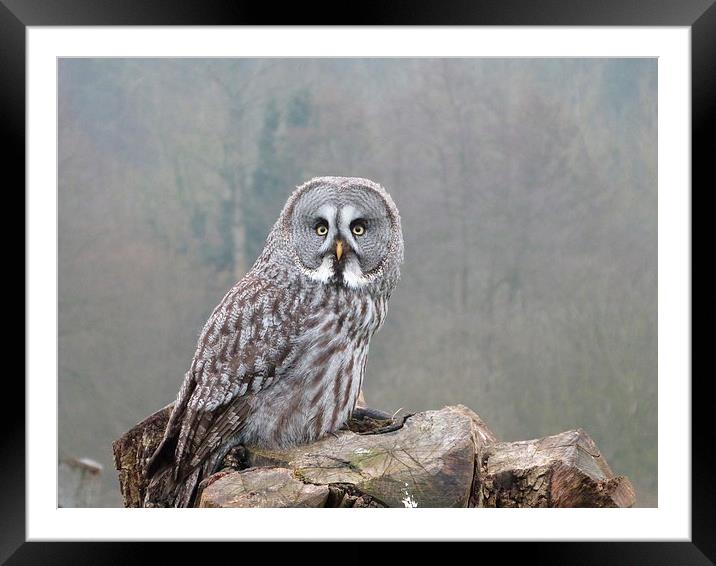 Great Grey Owl Framed Mounted Print by sharon bennett