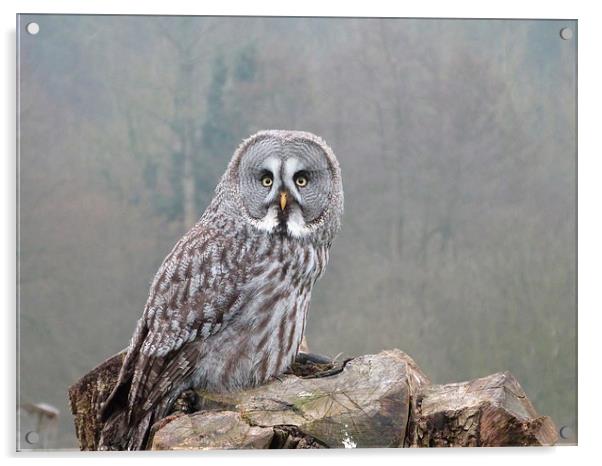 Great Grey Owl Acrylic by sharon bennett