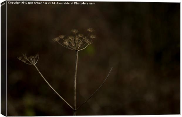 Dried Flower Canvas Print by Dawn O'Connor