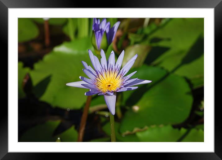 Lotus Lilly Thailand Framed Mounted Print by Liam Kearney