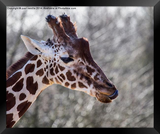 Giraffe Framed Print by paul neville