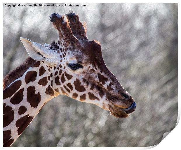 Giraffe Print by paul neville