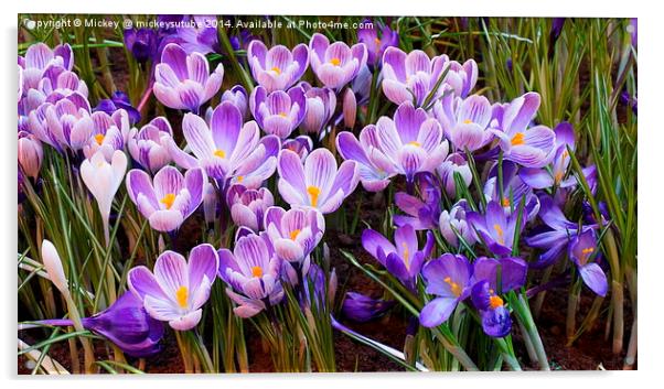 Crocuses Acrylic by rawshutterbug 