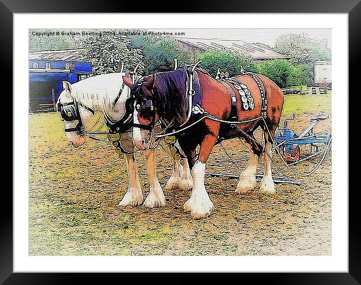 Shire Horses Framed Mounted Print by Graham Beerling