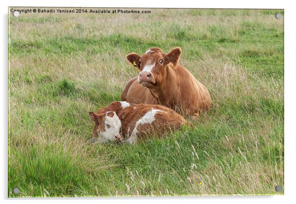 Parent Cow Acrylic by Bahadir Yeniceri