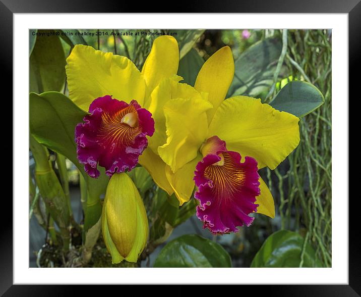 Thai Orchid Framed Mounted Print by colin chalkley