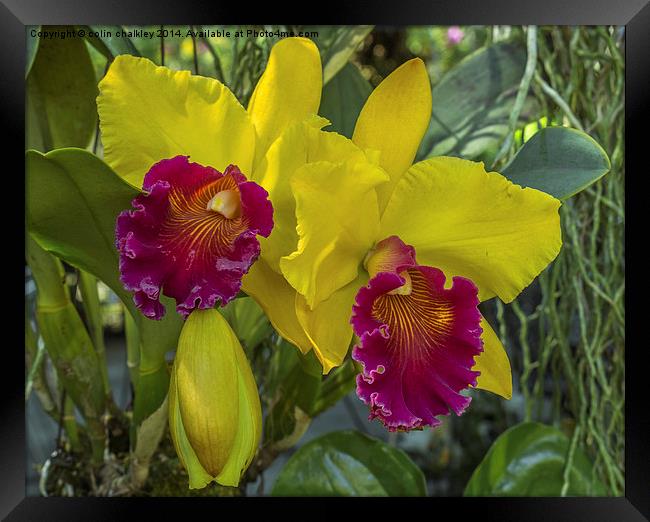 Thai Orchid Framed Print by colin chalkley