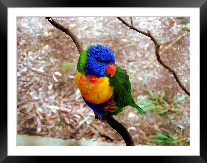Rainbow Lorikeet Framed Mounted Print by Gwion Healy