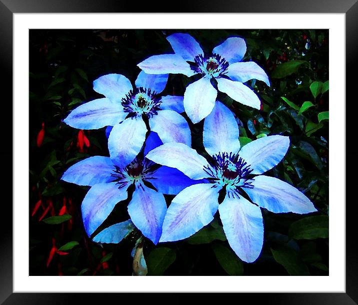 CLEMATIS OIL PAINTING Framed Mounted Print by Anthony Kellaway