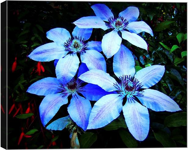 CLEMATIS FLOWER Canvas Print by Anthony Kellaway