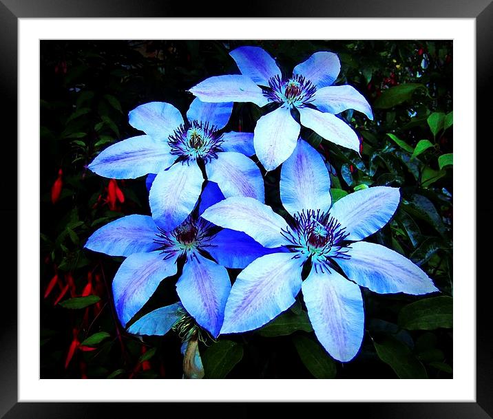 CLEMATIS FLOWER Framed Mounted Print by Anthony Kellaway