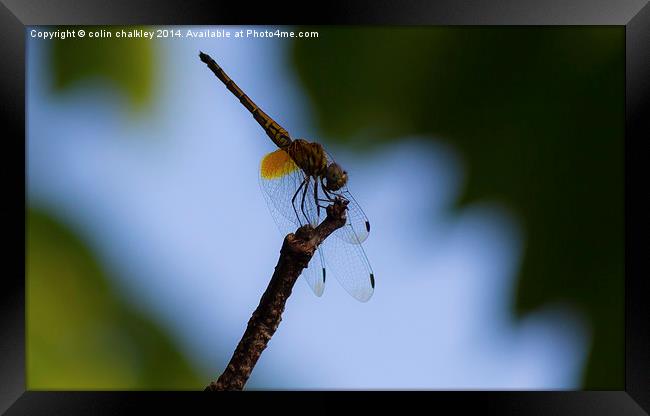Dragonfly Framed Print by colin chalkley