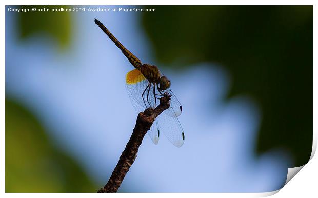 Dragonfly Print by colin chalkley