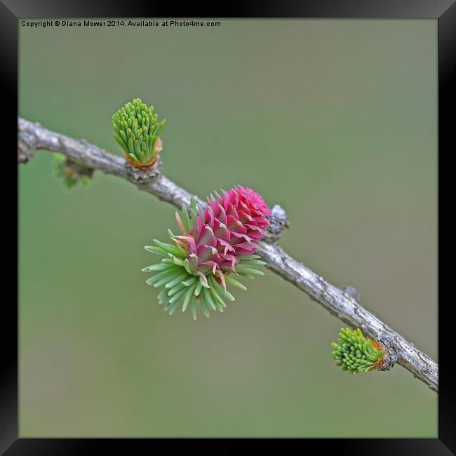 Larch Flower Framed Print by Diana Mower