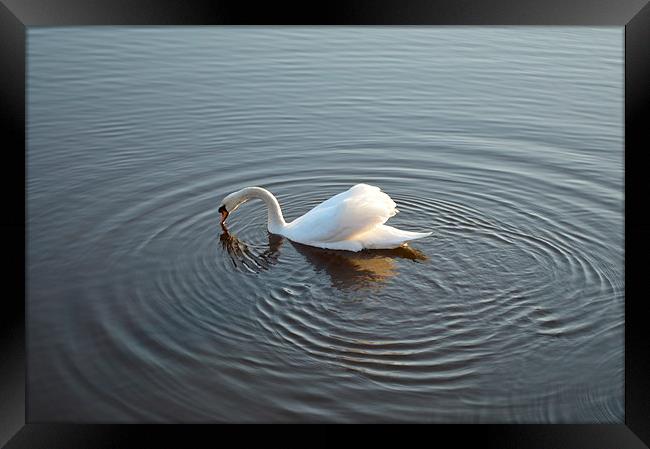 Swan on the River Framed Print by Michael Ross