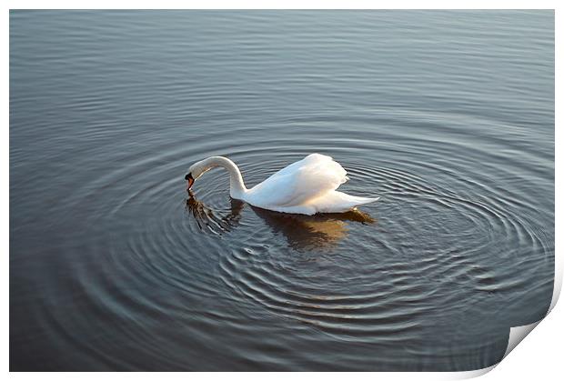 Swan on the River Print by Michael Ross