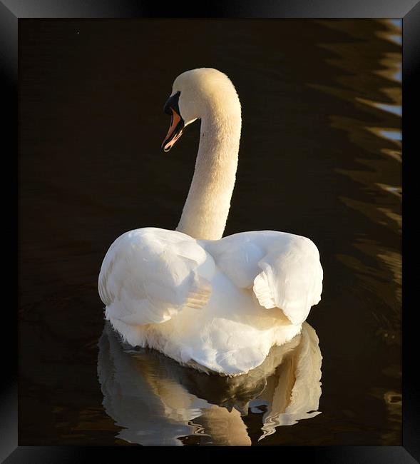 Swan Reflection Framed Print by Michael Ross