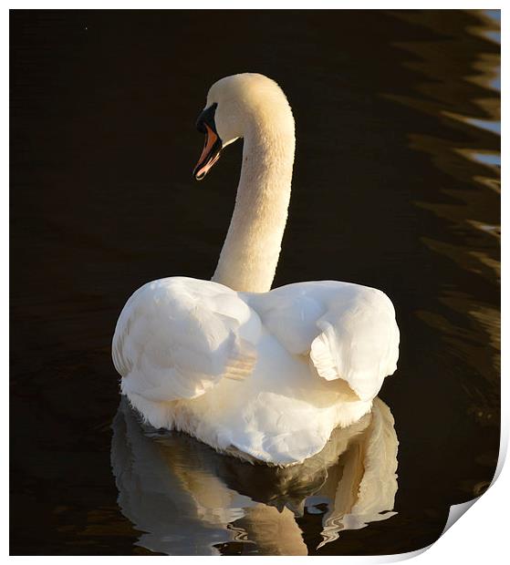 Swan Reflection Print by Michael Ross