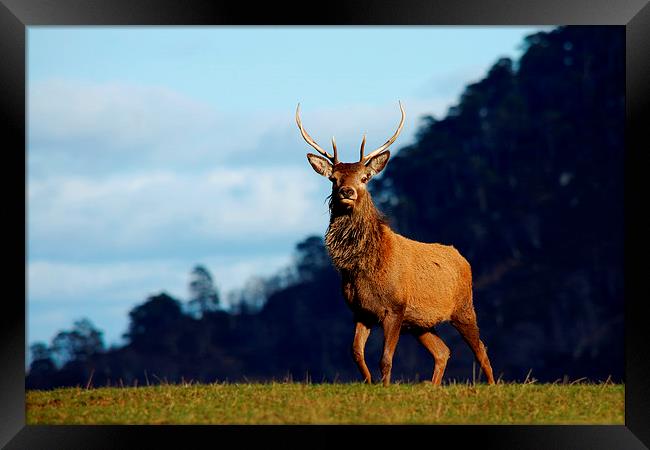 Young stag Framed Print by Macrae Images