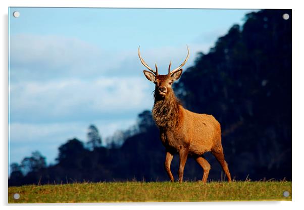 Young stag Acrylic by Macrae Images