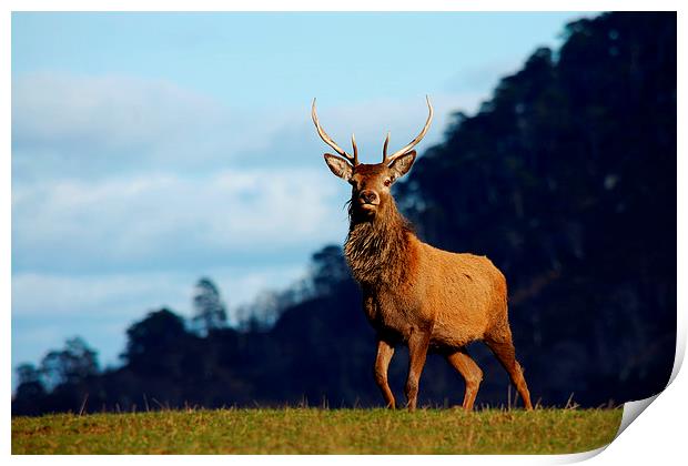 Young stag Print by Macrae Images
