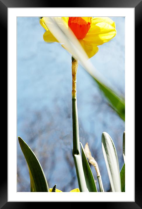 daffodil1 Framed Mounted Print by Jenny Purdy