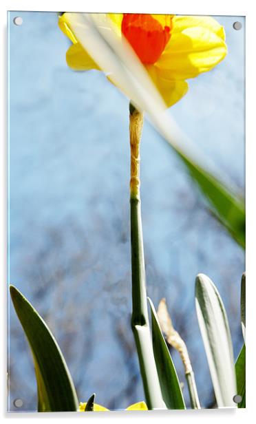 daffodil1 Acrylic by Jenny Purdy