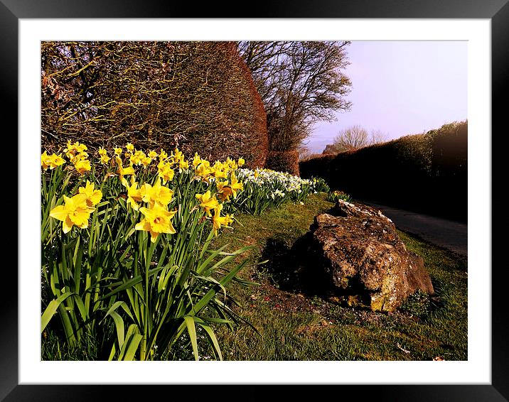 Daffodil Delight. Framed Mounted Print by Jason Williams