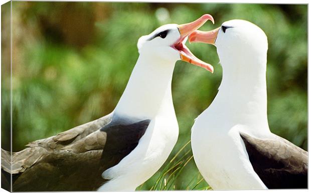 Mating Albatross Canvas Print by Jenny Purdy