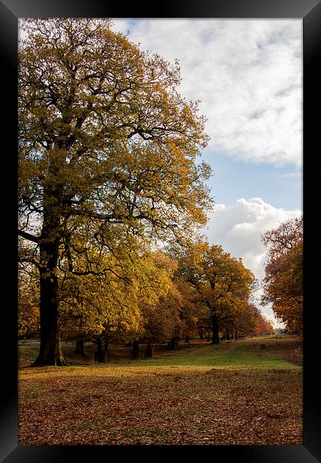 Autumn Colour Framed Print by Sean Wareing