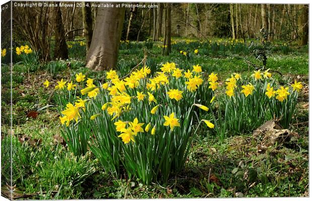 Golden Daffodils Canvas Print by Diana Mower