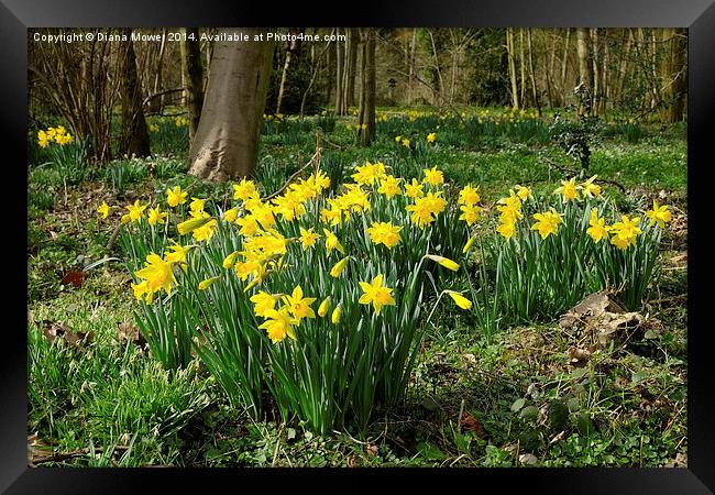 Golden Daffodils Framed Print by Diana Mower