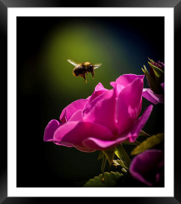 The nectar thief Framed Mounted Print by paul jones