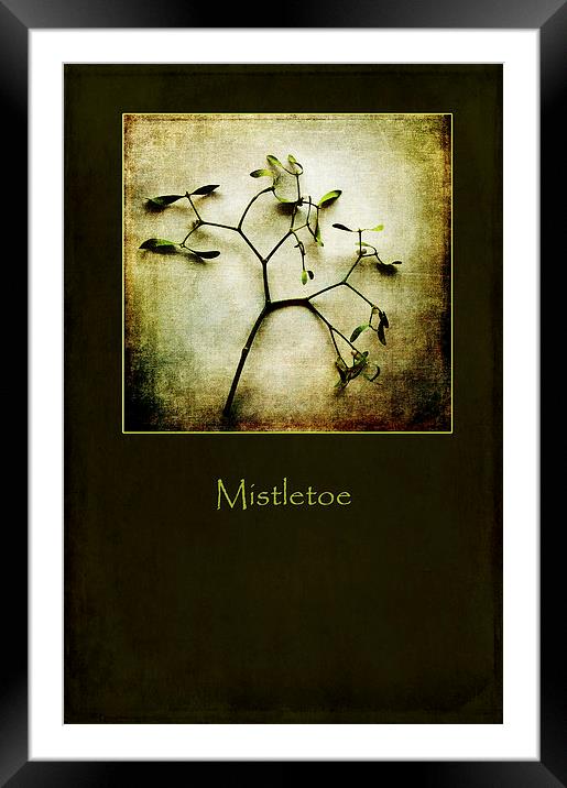 Mistletoe Framed Mounted Print by Randi Grace Nilsberg