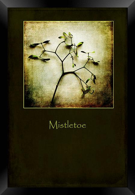 Mistletoe Framed Print by Randi Grace Nilsberg