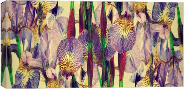 vintage irises abstract Canvas Print by Heather Newton