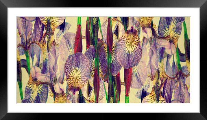 vintage irises abstract Framed Mounted Print by Heather Newton