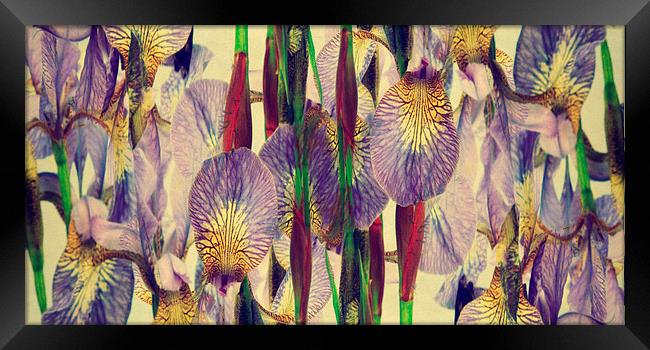 vintage irises abstract Framed Print by Heather Newton
