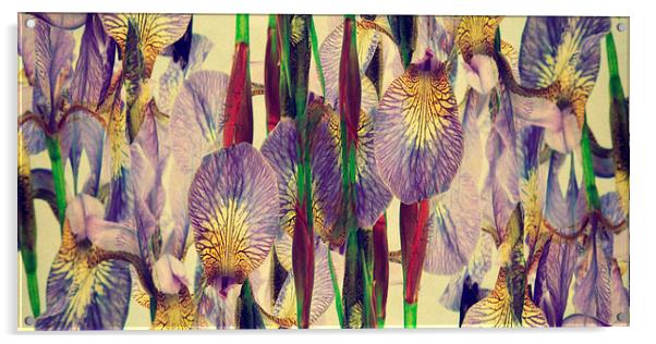 vintage irises abstract Acrylic by Heather Newton