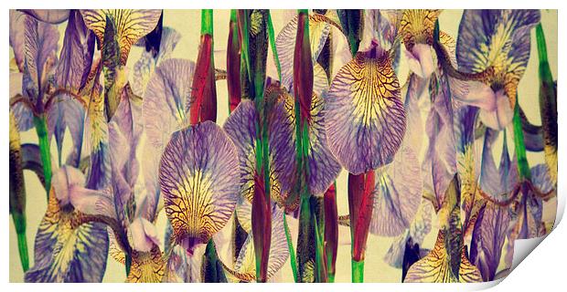 vintage irises abstract Print by Heather Newton