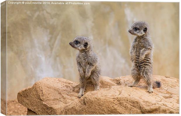 baby meerkats Canvas Print by paul neville
