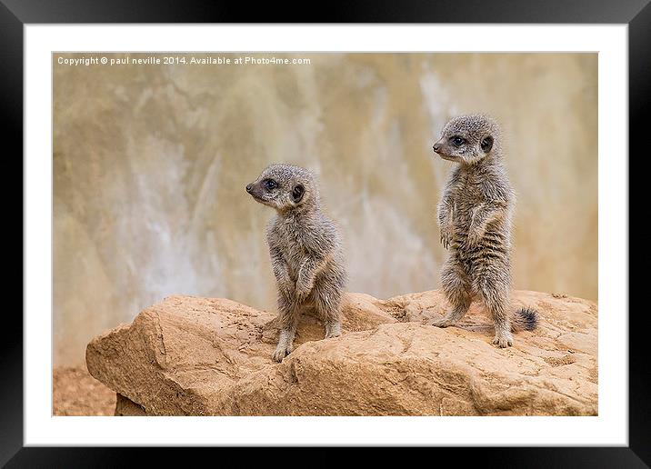 baby meerkats Framed Mounted Print by paul neville