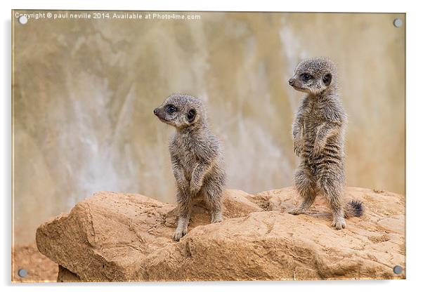 baby meerkats Acrylic by paul neville